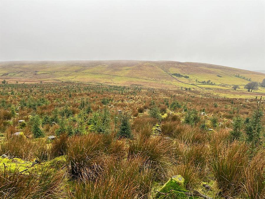 Mature & Immature Sitka Spruce Forest Mullaghsandall Road, Larne, BT40 2LX