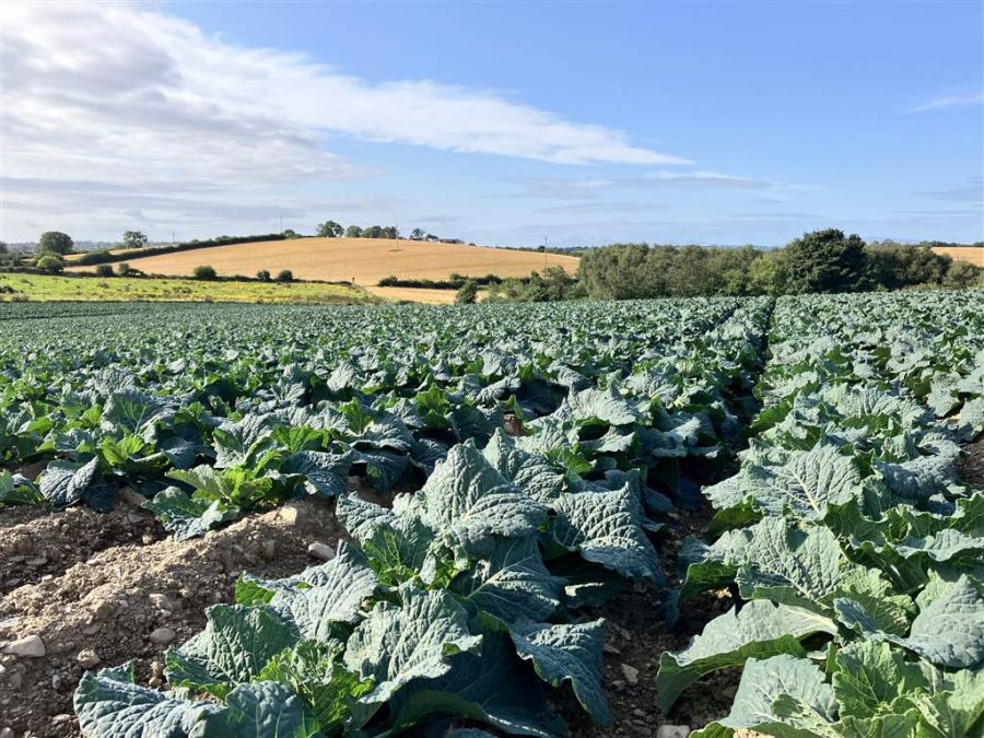 22 Acres At The Brae, Ballygowan, BT23 5TJ